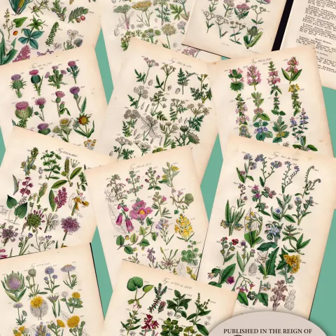 11 British Wild-Flowers  John Sowerby Antique Engraved Prints with Original Hand Colouring-3.
