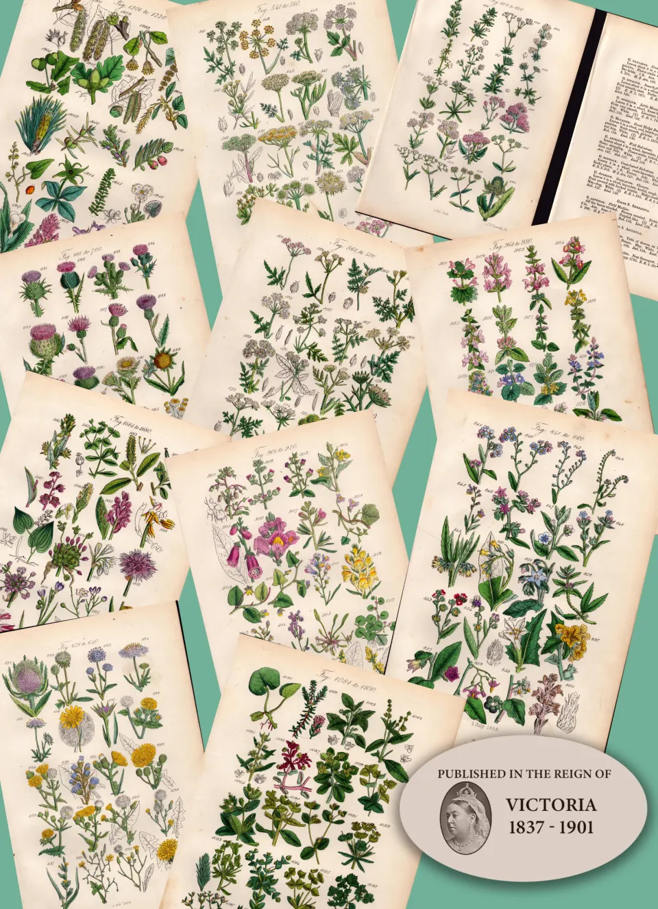 11 British Wild-Flowers  John Sowerby Antique Engraved Prints with Original Hand Colouring-3.