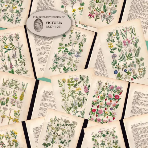 12 British Wild-Flowers  John Sowerby Antique Engraved Prints with Original Hand Colouring-2.