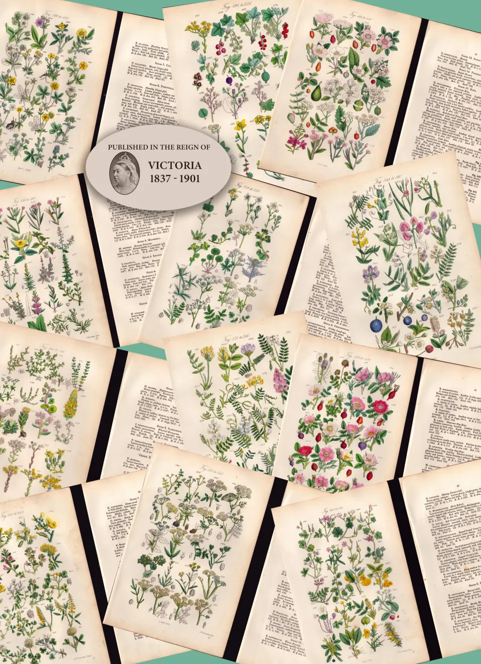 12 British Wild-Flowers  John Sowerby Antique Engraved Prints with Original Hand Colouring-2.