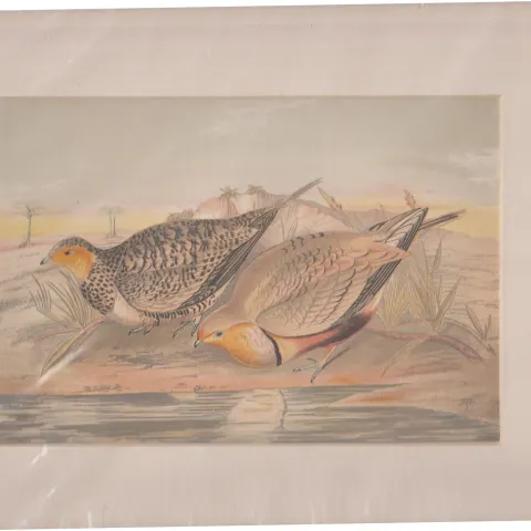 Print 1866 Indian Whistling Sand Grouse