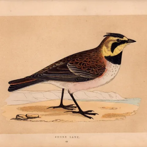 Shore Lark Rev Morris Antique History of British Birds Engraving.