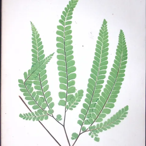 Adiantum Fulvum Fern Antique Shirley Hibbard Greenhouse Coloured Print-5