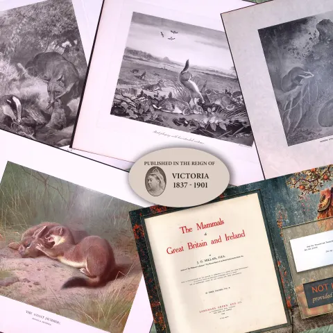 Job-Lot J.G. Millais Rare Limited-Edition Stoats & Badgers Antique Prints-20