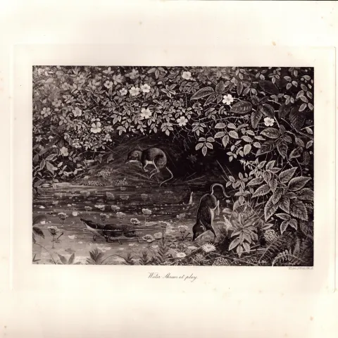 Water Shrews at Play Rare Limited-Edition Coloured J.G. Millais Antique Print-54.