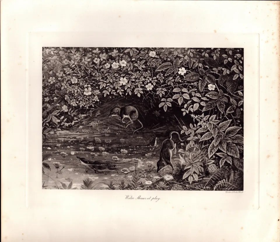 Water Shrews at Play Rare Limited-Edition Coloured J.G. Millais Antique Print-54.