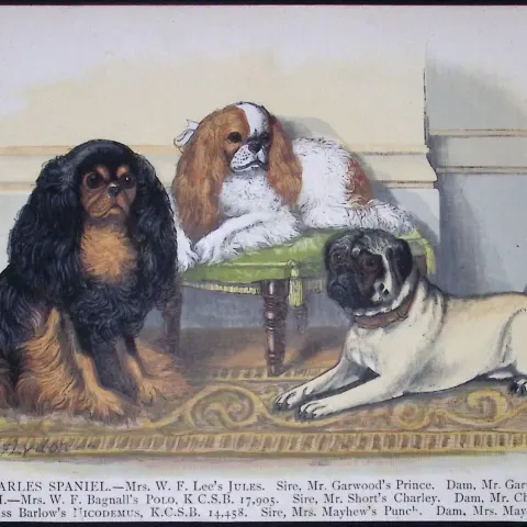King Charles, Pug, Blenheim Spaniels British Dogs by Hugh Dalziel 1889 Antique Print-16