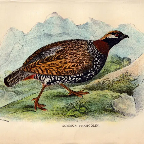 Common Francolin Game Bird Antique 1896 WR Ogilvie Grant Print.