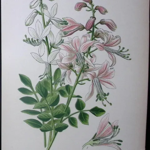 Burning Bush  Edward Step Rare Antique Botanical Book Plate-61