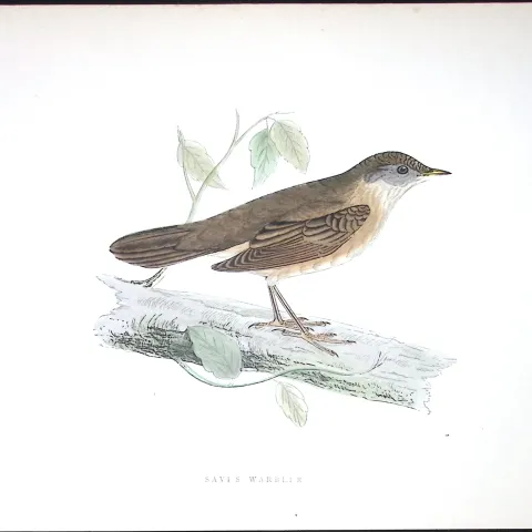 Savi’s Warbler Rev Morris Antique History of British Birds 130 Years-Old Engraving-109
