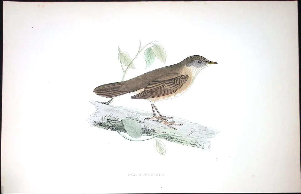 Savi’s Warbler Rev Morris Antique History of British Birds 130 Years-Old Engraving-109