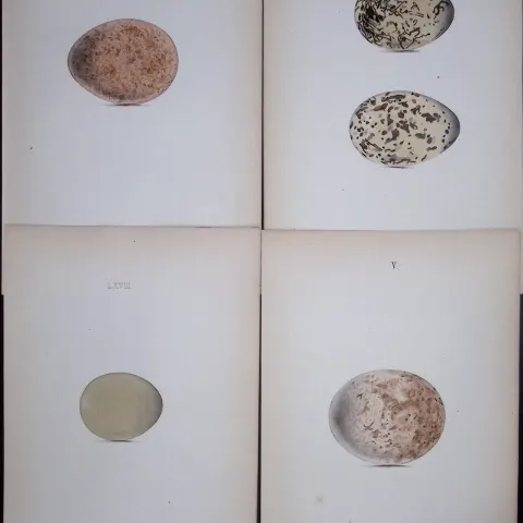 Eagle, Falcon, Pheasant. Oyster-William Hewitson Joblot of Antique  Hand-Coloured lithographs-11