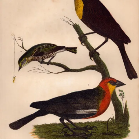 Alexander Wilson Rare American Birds Yellow-Headed Blackbird, Cape May Warbler-3.