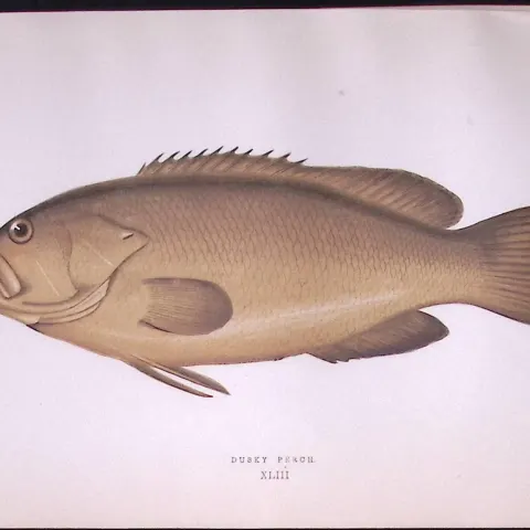 Dusky Perch Fish Scarce Antique 1877 Johnathan Couch Woodblock Engraving-46