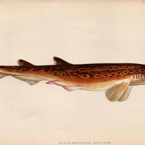 Black-Mouthed Dogfish 1869 Antique Johnathan Couch Coloured Engraving.