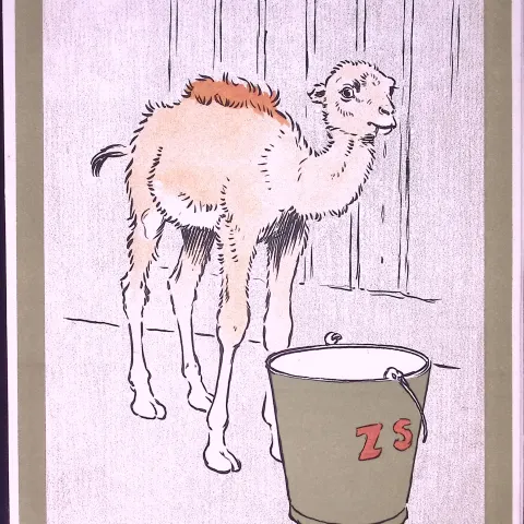 Cecil Aldin Antique Zoo Babies Scarce Illustration “The Baby Camel”-14