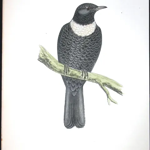 Ring Ouzel Rev Morris Antique History of British Birds 130 Years-Old Engraving-94