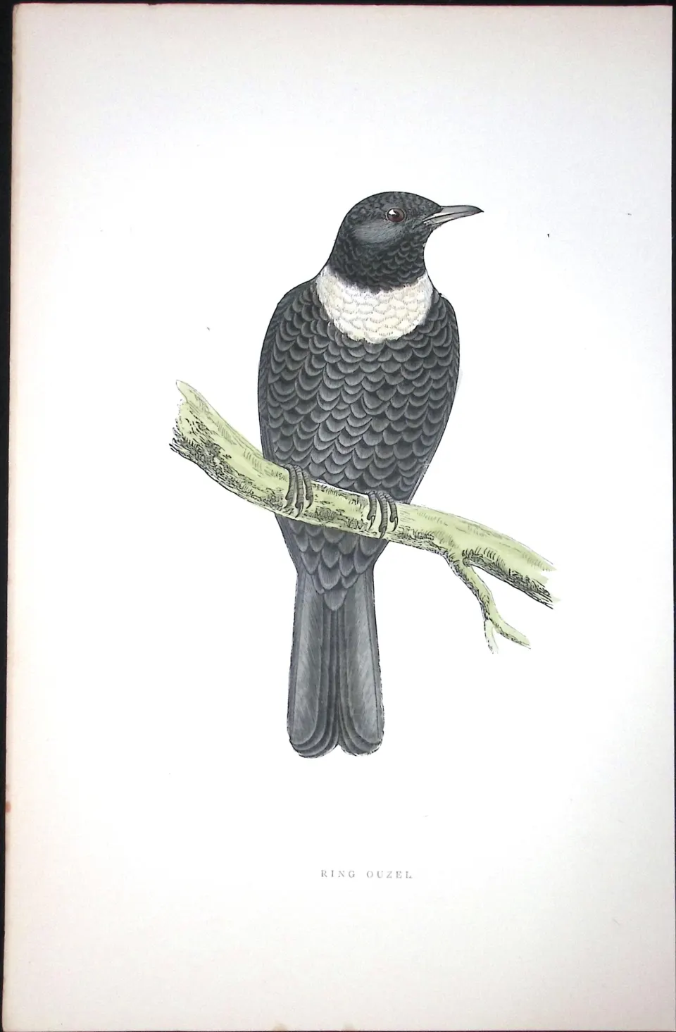 Ring Ouzel Rev Morris Antique History of British Birds 130 Years-Old Engraving-94