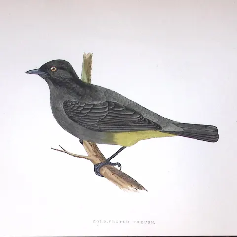 Gold Vented Thrush Rev Morris History of British Birds 130 Yrs-Old AntiqueEngraving-91