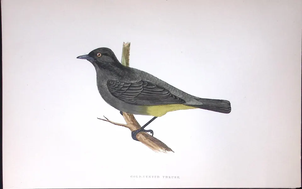 Gold Vented Thrush Rev Morris History of British Birds 130 Yrs-Old AntiqueEngraving-91