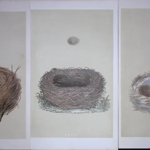 Job-Lot Bird Nests Blackbird, Cole Tit, Meadow Pipit, Rev Morris Antique Engravings-13