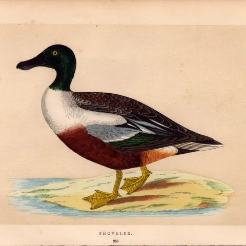 Shoveler  Rev Morris Antique History of British Birds Engraving.