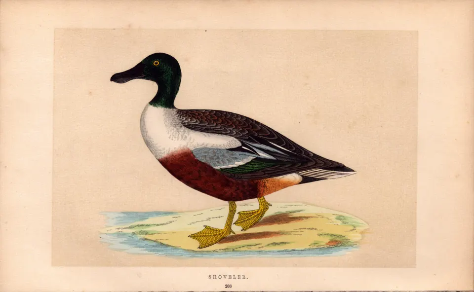 Shoveler  Rev Morris Antique History of British Birds Engraving.