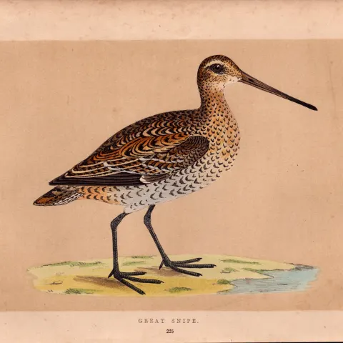 Great Snipe Rev Morris Antique History of British Birds Engraving.
