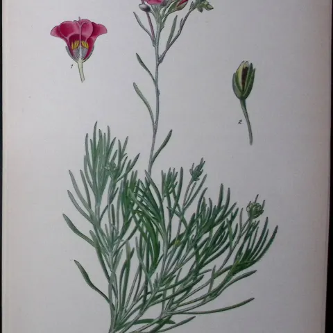 Rock Purslane Edward Step Rare Antique Botanical Book Plate-44