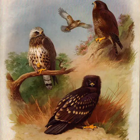 Antique Scarce First Edition Large Bird Print Spotted Eagle & Buzzards-31.