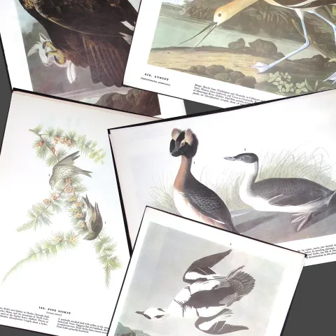 Job-Lot John James Audubon Birds of America 72-Year-Old Coloured Book Plates-17