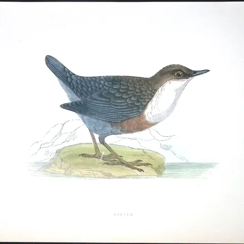 Dipper Rev Morris Antique History of British Birds 130 Years-Old Engraving-84