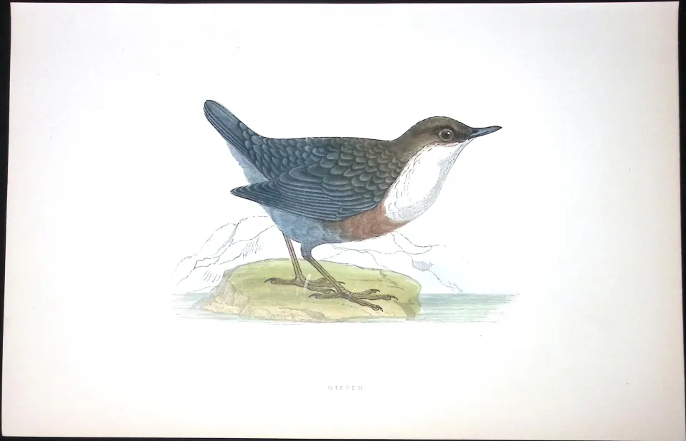 Dipper Rev Morris Antique History of British Birds 130 Years-Old Engraving-84