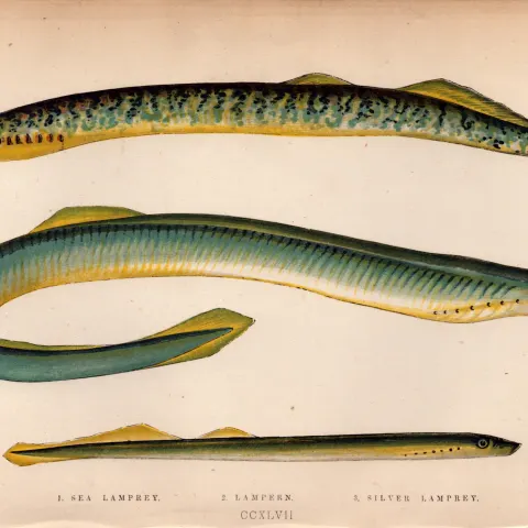 Sea Silver Lamprey 1869 Antique Johnathan Couch Coloured Fish Engraving.