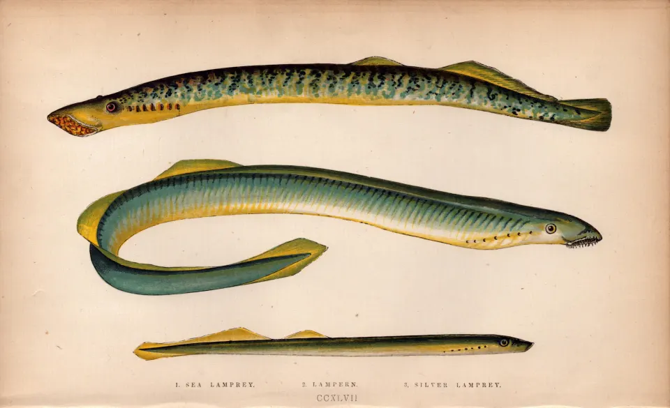 Sea Silver Lamprey 1869 Antique Johnathan Couch Coloured Fish Engraving.