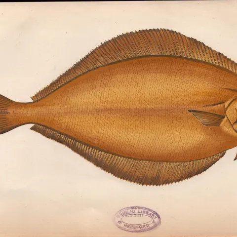 Pole 1868 Antique Johnathan Couch Coloured Engraving.