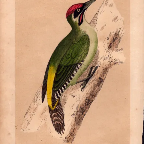 Green Woodpecker Rev Morris Antique History of British Birds Engraving.