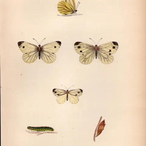 Green Veined  Hand Coloured Antique Butterfly Plate Rev Morris-30.