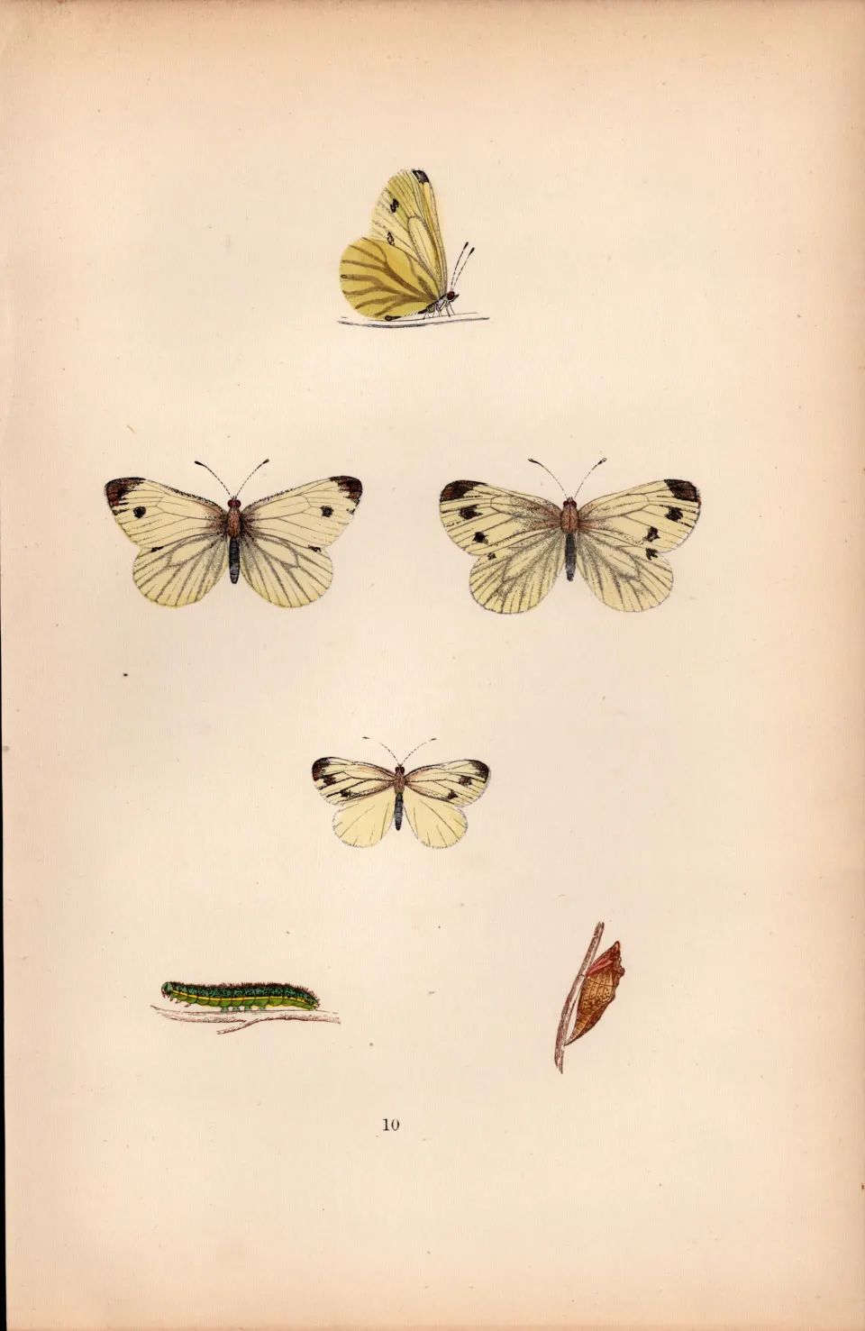 Green Veined  Hand Coloured Antique Butterfly Plate Rev Morris-30.