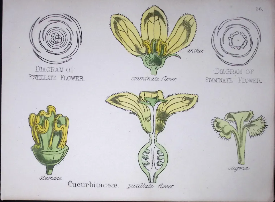 Cucurbits Botanical Flower Diagram Rare Antique First Edition Illustration-38