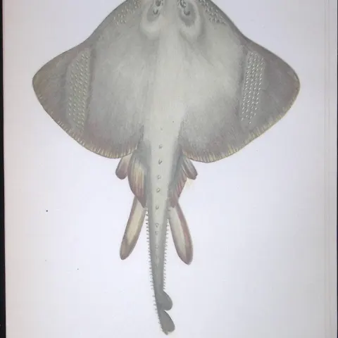 Burton Skate Fish Scarce Antique 1877 J. Couch Woodblock Engraving-100