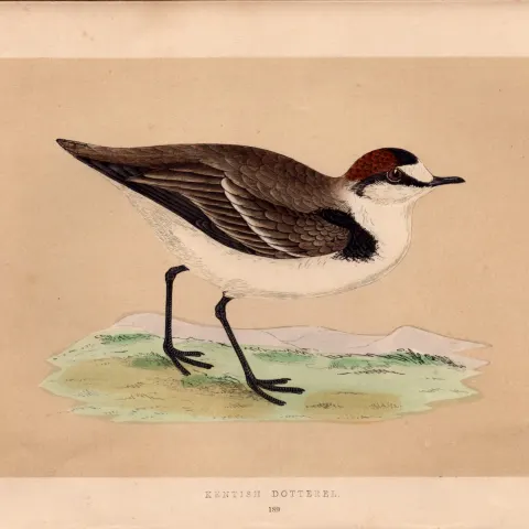 Kentish Dotterel Rev Morris Antique History of British Birds Engraving.