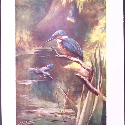 Black Hornbills & European Kingfishers Antique Double-Sided Colour Plate-60