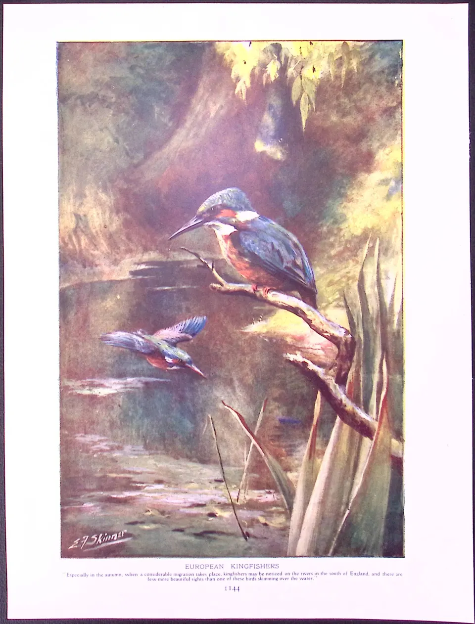 Black Hornbills & European Kingfishers Antique Double-Sided Colour Plate-60