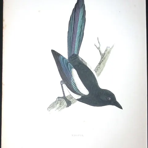 Magpie Rev Morris Antique History of British Birds 130 Years-Old Engraving-78