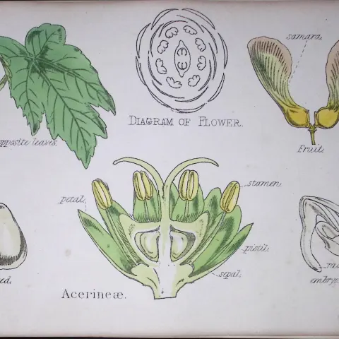 Acerineae Botanical Flower Diagram Rare Antique First Edition Illustration-24