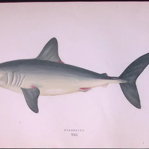 Porbeagle Shark Scarce Antique 1877 J. Couch Woodblock Engraving-8