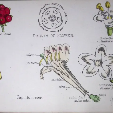Honeysuckle Botanical Flower Diagram Rare Antique First Edition Illustration-43