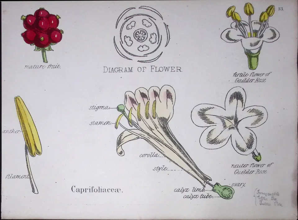 Honeysuckle Botanical Flower Diagram Rare Antique First Edition Illustration-43