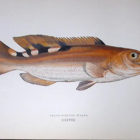 Three Spotted Wrass Fish Scarce Antique 1877 J. Couch Woodblock Engraving-93